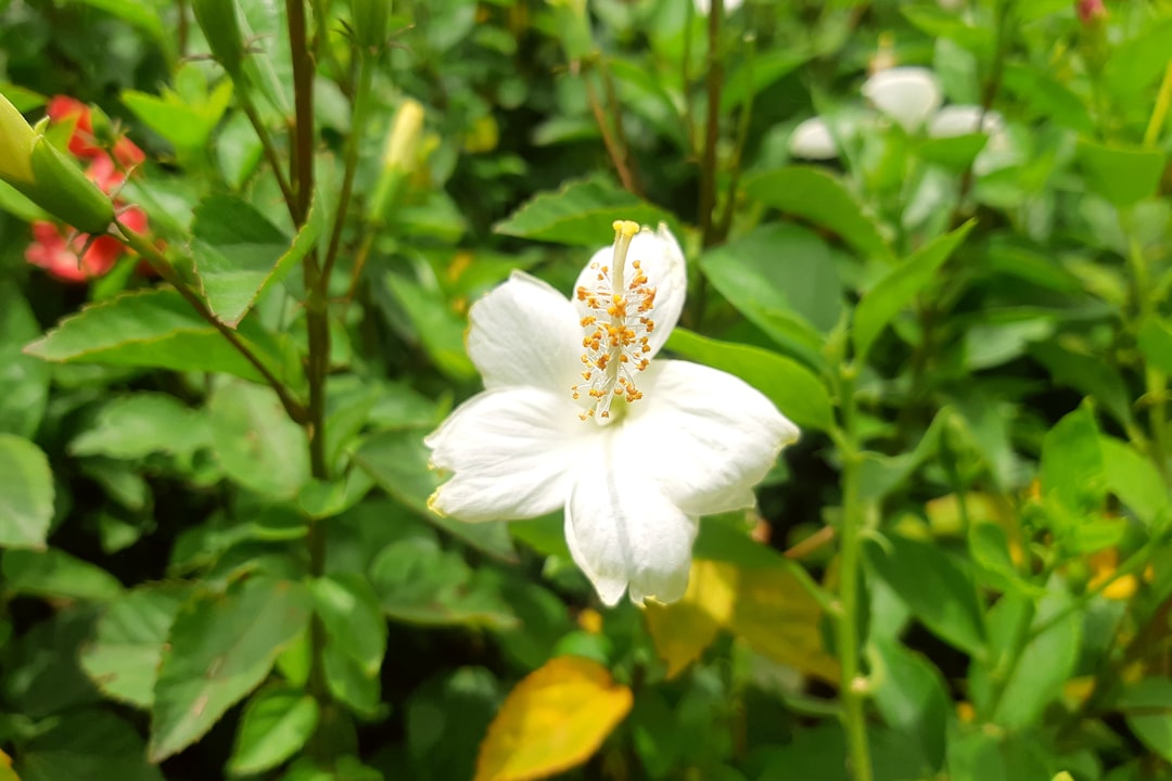 Photo Blooming garden